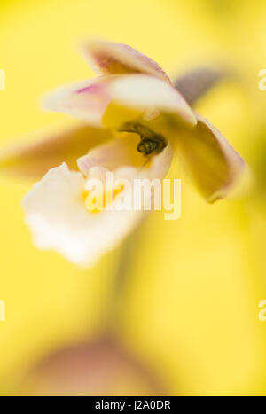 Fliegen Sie in einer Marsh Helleborine-Blume Stockfoto