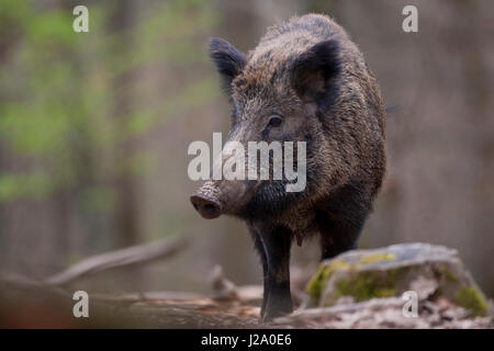 Ein Wildschwein im Wald Stockfoto