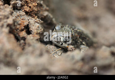 Natterjack Kröte getarnt Stockfoto