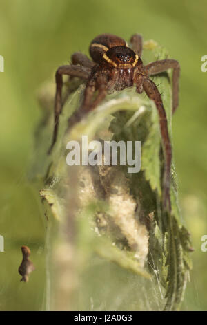 Eine großes Floß Spinne schützt ihr Netz mit ihren Eiern Stockfoto