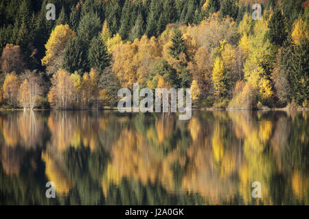 Ein ruhiger Herbsttag an der Schluchsee. Reflexion von Birken und Kiefern im glatten Wasser. Stockfoto