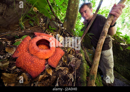 Man blickt auf die Rafflesia, die größte Blume der Welt, auf Borneo, Sarawak Stockfoto