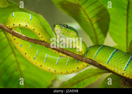 Waglers Grubenviper auf Borneo, Sarawak Stockfoto