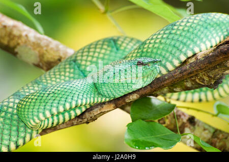 Waglers Grubenviper auf Borneo, Sarawak Stockfoto