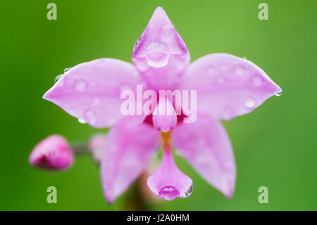 Makro-Bild von einem großen lila Orchidee auf Borneo, Sarawak Stockfoto