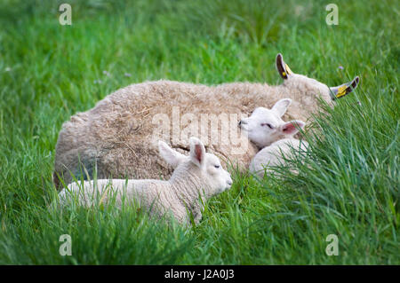 Zwei Lämmer liegen neben ihrer Mutter auf einer Wiese im Frühling Stockfoto