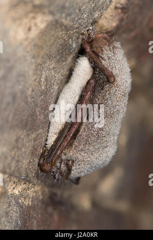 Überwintern daubentons Fledermaus im Keller Stockfoto