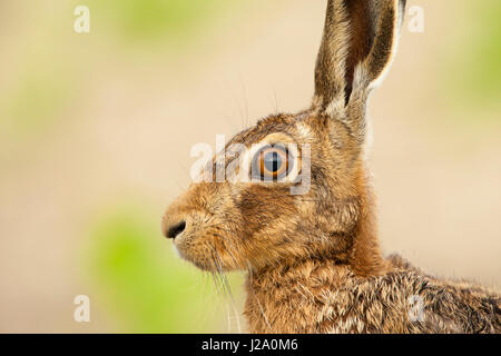 Brauner Hase Erwachsener Kopf und Schultern Nahaufnahme erschossen im Profil Powys, Wales, UK Stockfoto