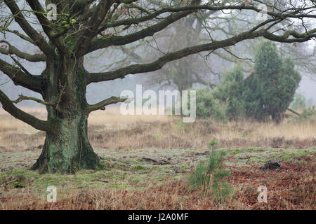 Eine einsame Eiche im Buurserzand, ein Natura-2000-Schutzgebiet Stockfoto