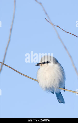 Eine große grau Würger (Lanius Excubitor) auf einem Ast. Stockfoto