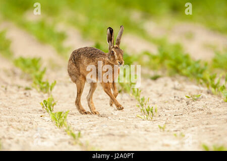 Brauner Hase Erwachsenen läuft über eine Ernte Feld Powys, Wales, UK Stockfoto