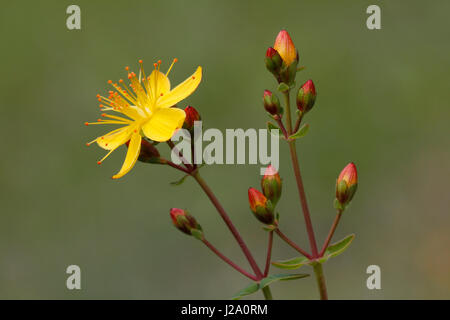 Schlanke Johanniskraut hat schönes Rot mit gelben Knospen. Stockfoto