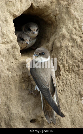 Sand Martins am Nesteingang Stockfoto