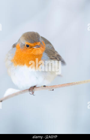 Rotkehlchen im Schnee Stockfoto