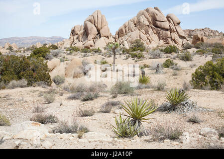 Joshua Tree Nationalpark Stockfoto