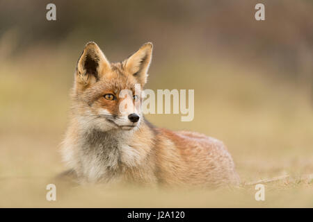 Rotfuchs im Gras Stockfoto