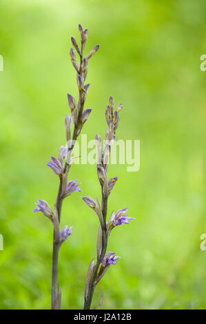 Paar violette limodores Stockfoto