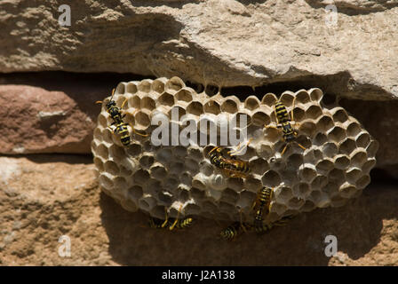 Europäische Papier Wespen (Polistes Dominula) tendenziell ihr Nest. Stockfoto