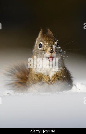 Ein Rotes Eichhörnchen (Tamiasciurus Hudsonicus) sitzen im Schnee. Stockfoto
