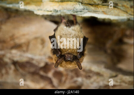 Das Bild zeigt eine Schnurrbärtiger Fledermaus, fotografiert in einer belgischen Schiefer Höhle Winterschlaf Stockfoto