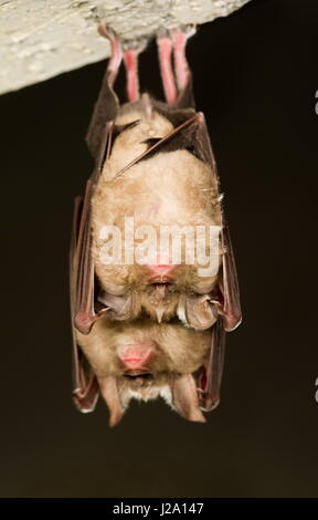 Hufeisen Fledermäuse (Rhinolophidae), schlafen in einer Höhle, Italien