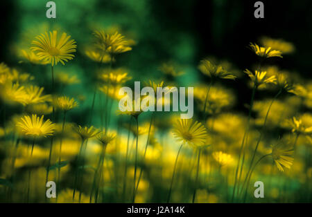 Abstrakte Weichzeichner Bild der Blüte drückt-leaved Orientgämswurz Stockfoto