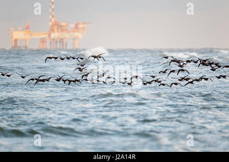 Herde Ringelgänse fliegen, Migration entlang der Küste der Nordsee Wattenmeer Insel Ameland mit Öl-Bohrinsel im Hintergrund Stockfoto