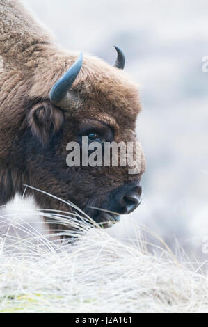 kostenlose Roaming-wilde Wisent oder europäische Bison Bulle in den Dünen als Bestandteil eines Pilotstudy für die Wiedereinführung in den Niederlanden im Nationalpark Zuid-Kennermerland Stockfoto