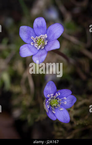 Zwei Blumen des Liverleaf. Stockfoto