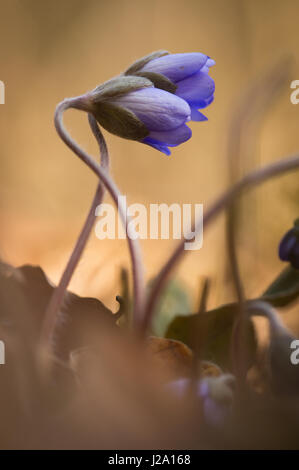 Zwei Blumen des Liverleaf aus dem Boden kommen. Stockfoto