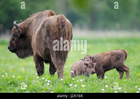 Zwei europäische Bison Kälber und eine Kuh in einer Grünland-Vegetation mit blühenden Löwenzahn und Huflattich Stockfoto