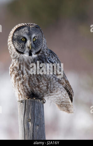 Eine große graue Eule (Strix Nebulosa) sitzen auf einem Pfosten. Stockfoto