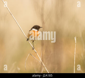 Europäische Schwarzkehlchen (Saxicola Rubicola) männlich in seinem Revier im Frühjahr Stockfoto