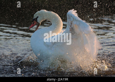 Stummschalten Sie Schwan (Cygnus Olor) Baden Stockfoto