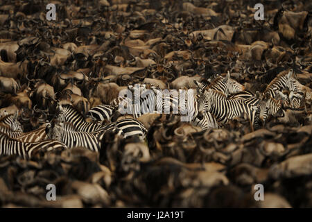 Große Herde gemeinsamer Zebra und wildebeast Stockfoto