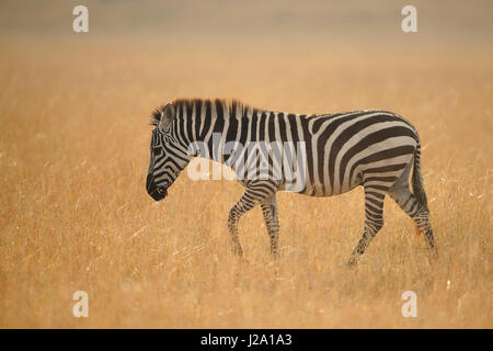 Gemeinsamen Spaziergang durch die Savanne Rasen im frühen Morgenlicht zebra Stockfoto