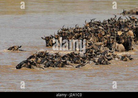 Eine Herde von Wildebeast ist während der Migration den Mara River überqueren. Stockfoto