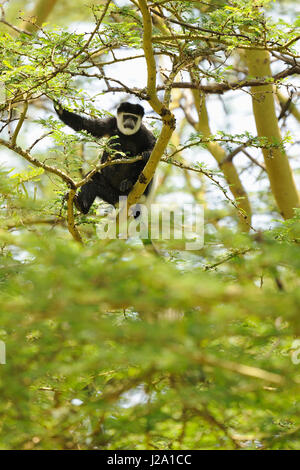 Östlichen schwarz-weißen Stummelaffen in einer Akazie Stockfoto
