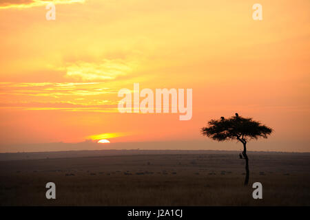 Sonnenaufgang über der Savanne mit Geier in die Akazie Stockfoto