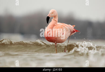 Chilenische Flamingo (Phoenicopterus Chilensis) Stockfoto