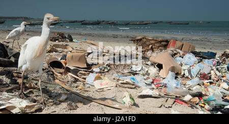 Kuhreiher auf der Suche nach Nahrung zwischen Müll am Strand Stockfoto