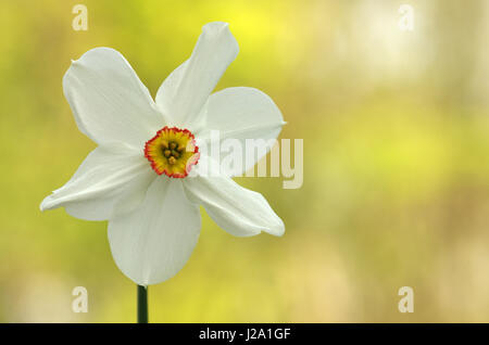 Dichter Narzisse mit sonnigen Hintergrund im Wald Stockfoto