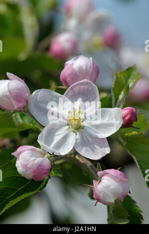 Apfelblüte in Nahaufnahme Stockfoto