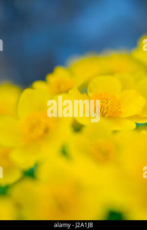 Sumpfdotterblumen (Caltha Palustris) Blüte Stockfoto