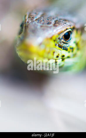 Zauneidechse (Lacerta Agilis) Stockfoto