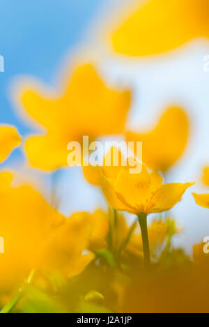 Sumpfdotterblumen blühen Stockfoto