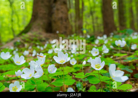 Blühende Sauerklee (Oxalis Acetosella) Stockfoto