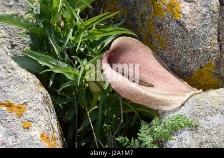 Blühende Helicodiceros Muscivorus, einem riesigen Arum mit dem Geruch von einem toten Pferd Stockfoto