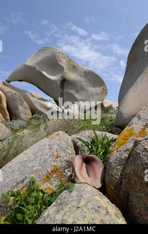 Blühende Helicodiceros Muscivorus, einem riesigen Arum mit dem Geruch von einem toten Pferd Stockfoto