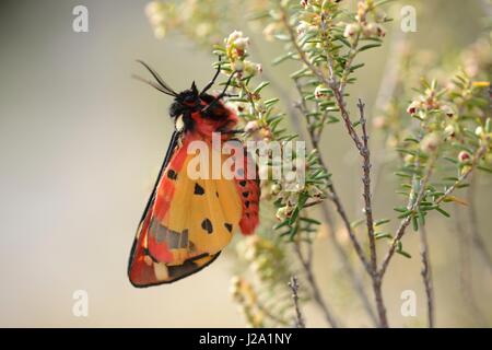 Creme-Ort Tiger gehockt Green Heather Stockfoto